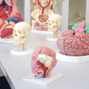 Laboratório de Anatomia